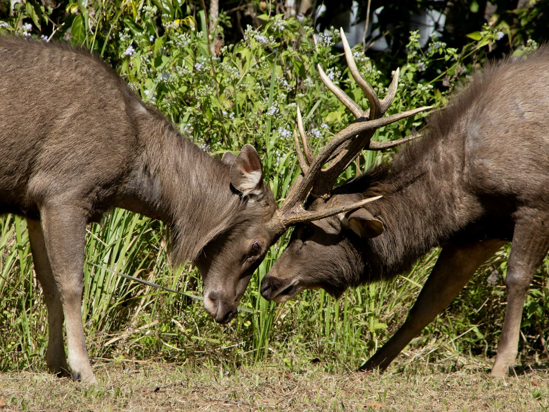 Teach English in Nakhon Ratchasima (Korat), Thailand