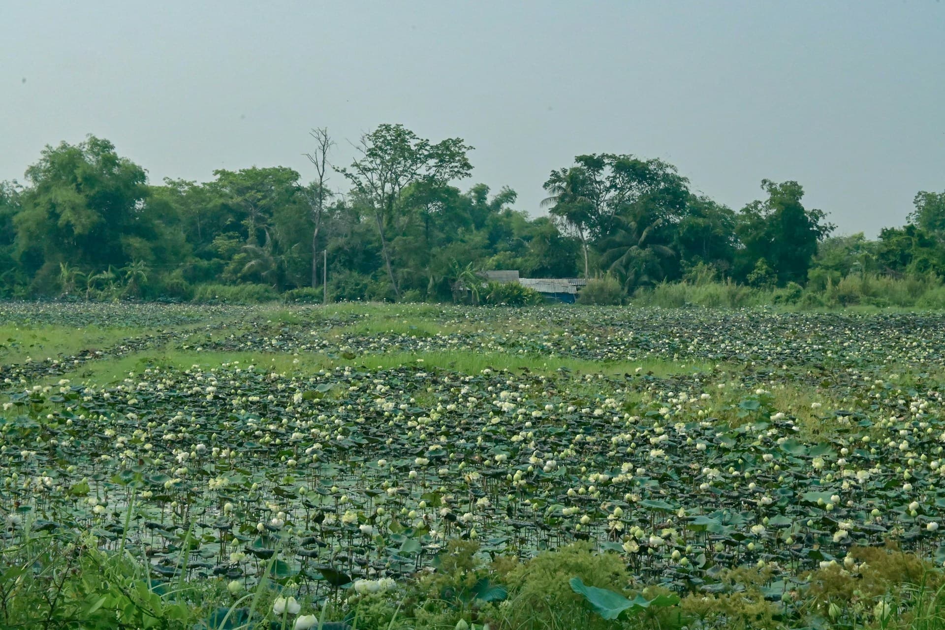 Teach English in Pathum Thani, Thailand